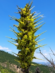 Puya chilensis