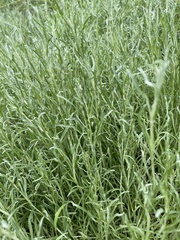 Calocephalus lacteus