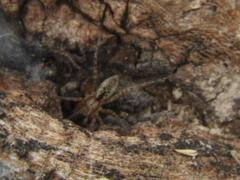 Sanogasta