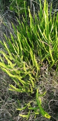 Baccharis trimera