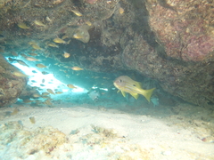 Lutjanus fulviflamma