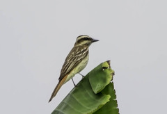 Empidonomus varius