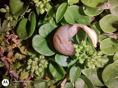 Ambigolimax valentianus