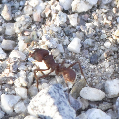 Acromyrmex versicolor