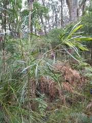 Acacia mucronata