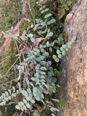 Pellaea bridgesii