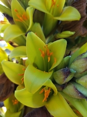 Puya chilensis