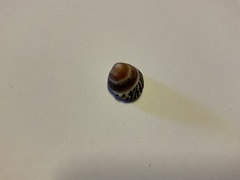Bembicium nanum