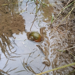 Pomacea canaliculata