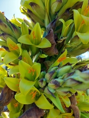 Puya chilensis