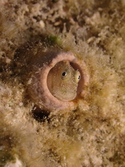 Glyptoparus delicatulus