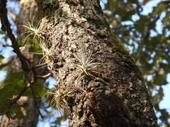 Tillandsia ignesiae