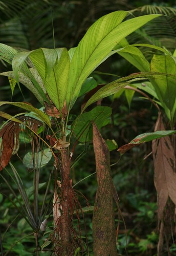 Asterogyne guianensis