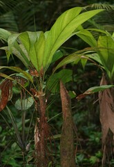 Asterogyne guianensis