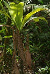 Asterogyne guianensis