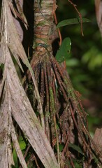 Asterogyne guianensis