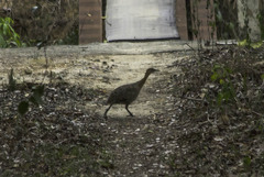 Rhynchotus rufescens