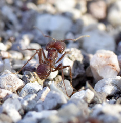 Acromyrmex versicolor