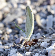 Acromyrmex versicolor