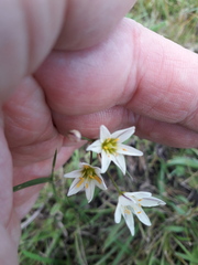 Nothoscordum