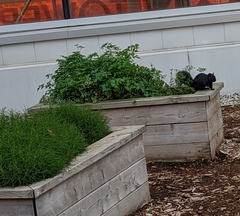 Sciurus carolinensis