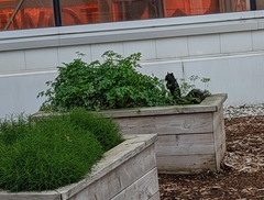 Sciurus carolinensis