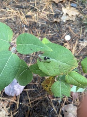 Limenitis
