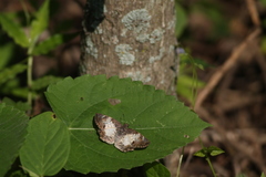 Antigonus emorsa