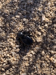 Eleodes grandicollis