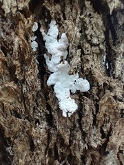 Xylobolus frustulatus