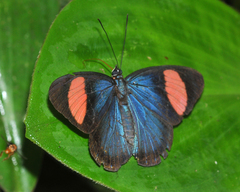 Batesia hypochlora