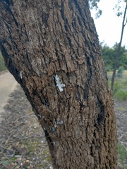 Xylobolus frustulatus