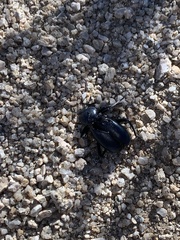 Eleodes grandicollis