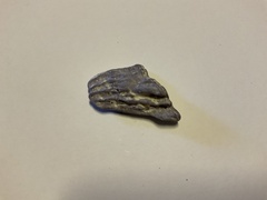 Austrobalanus imperator