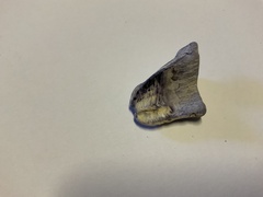 Austrobalanus imperator