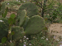 Opuntia megapotamica