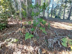 Rhododendron macrophyllum
