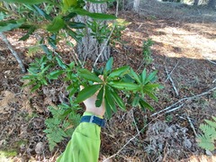 Rhododendron macrophyllum