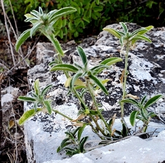 Ditaxis serrata