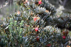 Lambertia formosa