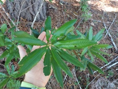 Rhododendron macrophyllum