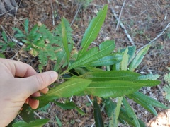 Rhododendron macrophyllum