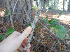 Rhododendron macrophyllum