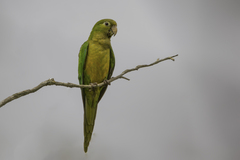 Eupsittula cactorum