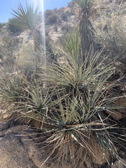 Nolina bigelovii