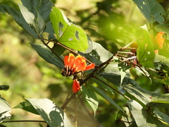 Erythrina breviflora