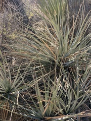 Nolina bigelovii