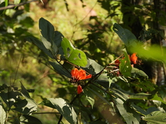 Erythrina breviflora