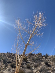 Nolina bigelovii
