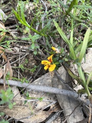 Pultenaea largiflorens